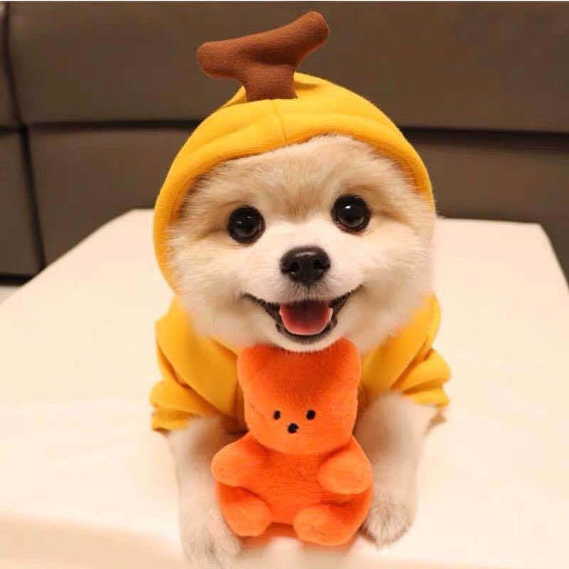 Cozy Fruit Dog Hoodie